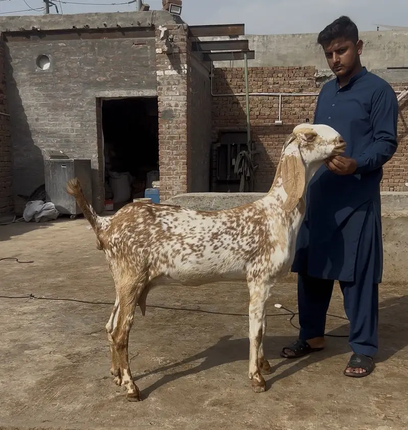 Ma sha Allah achi quality ke bakre lene ke lyea rabta kren — photo 4