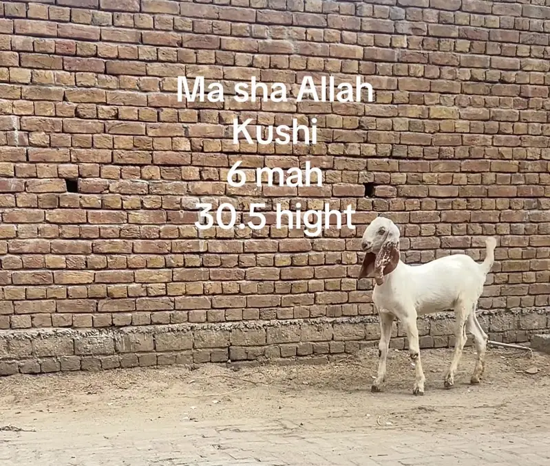 Ma sha Allah achi quality ke bakre lene ke lyea rabta kren — photo 5