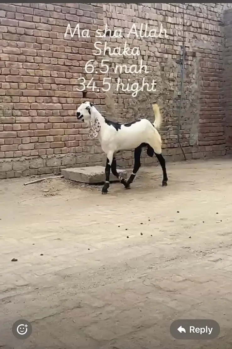 Ma sha Allah achi quality ke bakre lene ke lyea rabta kren — photo 6