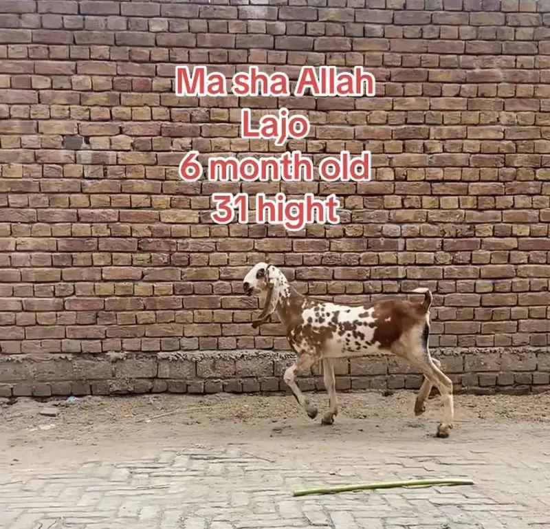Ma sha Allah achi quality ke bakre lene ke lyea rabta kren — photo 7