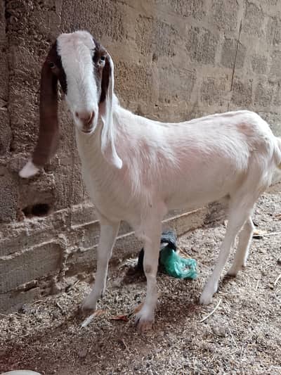 bakri