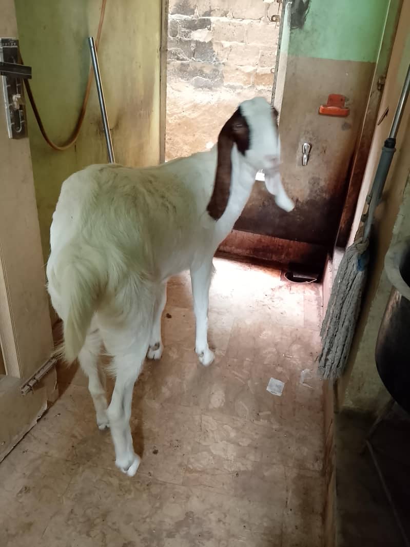 bakri 1