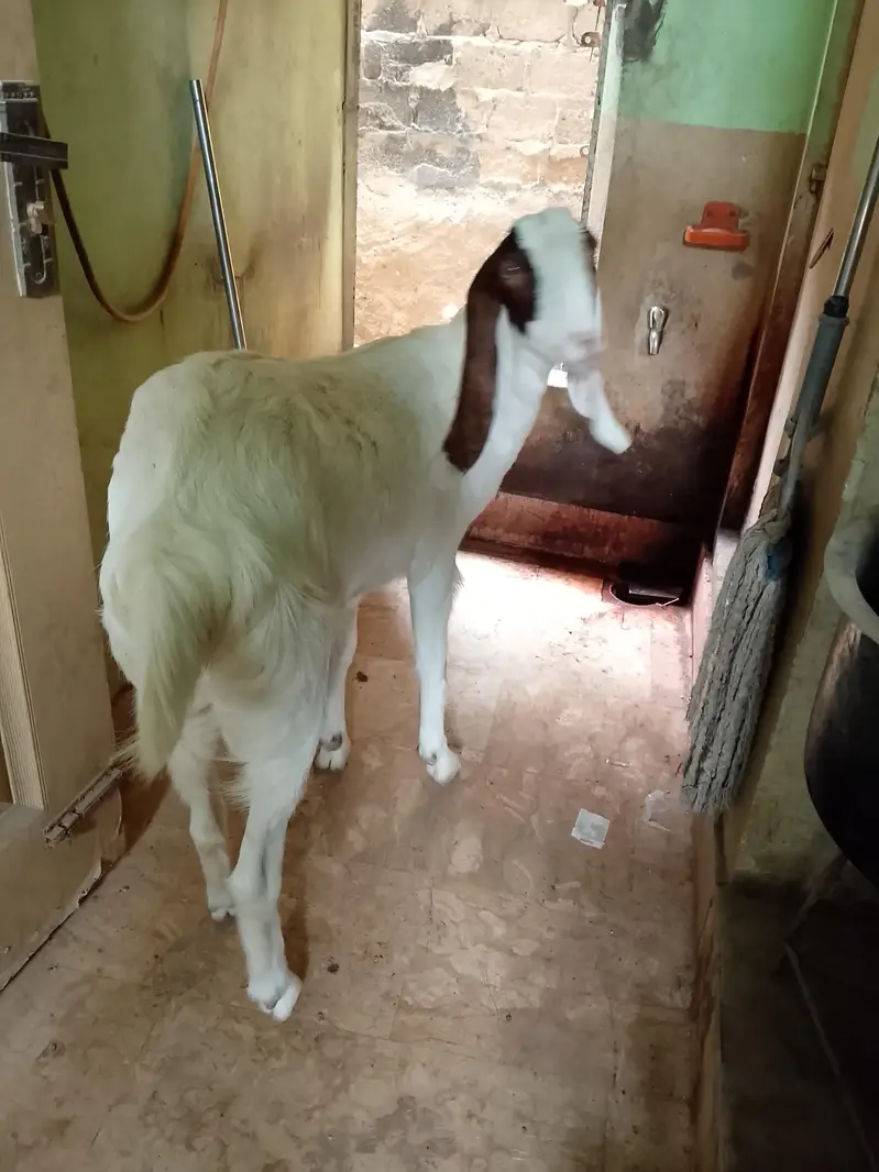 bakri — photo 2