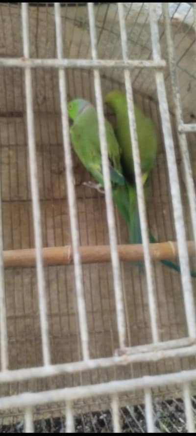 Ring Neck. Pair