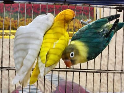 Lovebirds Breeder Pairs ENO cocktail male