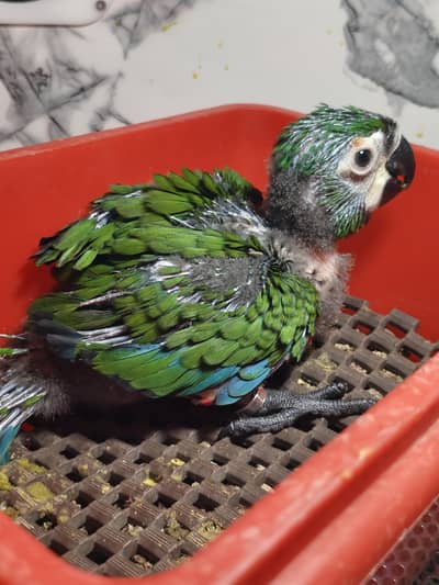 MACAW  chest nut fronted  chick available