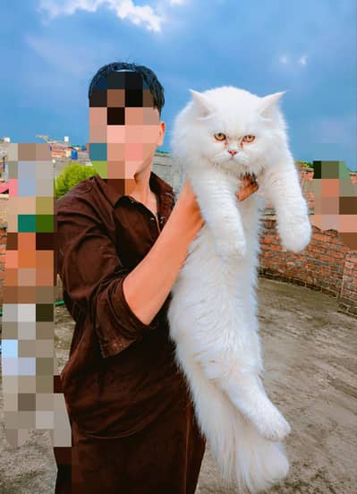  10 Months Beautiful Persian Male Cat for sale