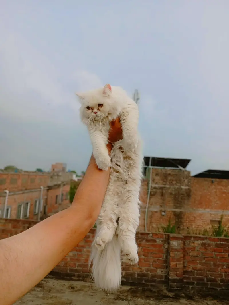  10 Months Beautiful Persian Male Cat for sale — photo 2