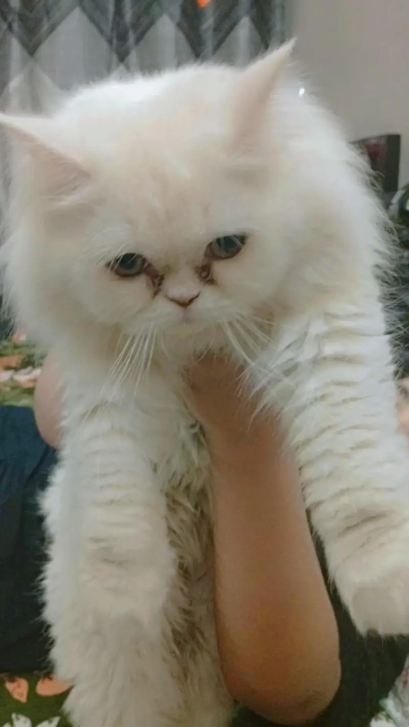  10 Months Beautiful Persian Male Cat for sale — photo 3