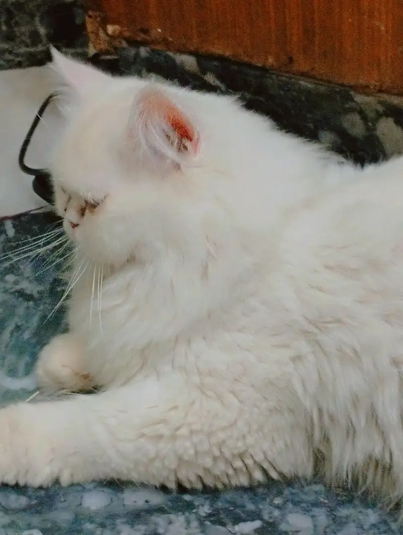  10 Months Beautiful Persian Male Cat for sale — photo 4