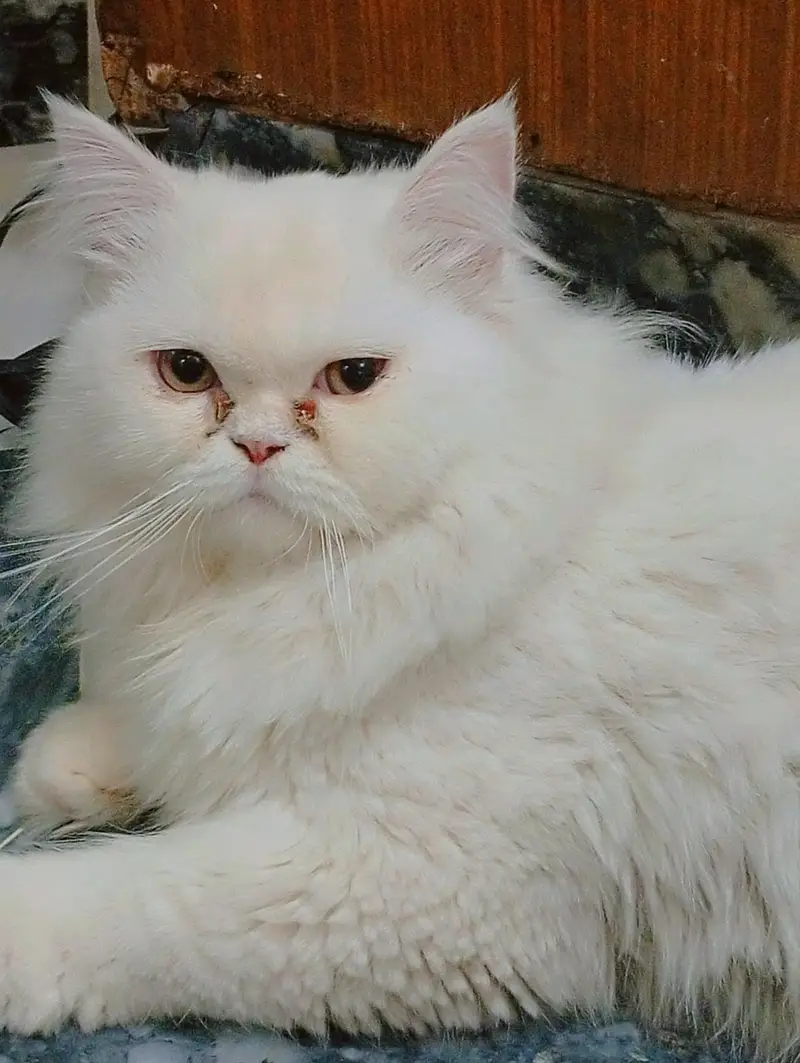  10 Months Beautiful Persian Male Cat for sale — photo 5