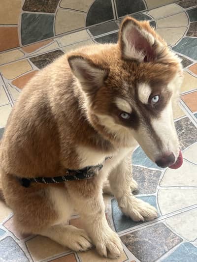 red/white Siberian Husky puppy