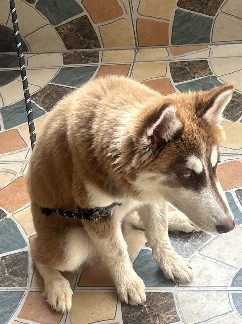 red/white Siberian Husky puppy — photo 2