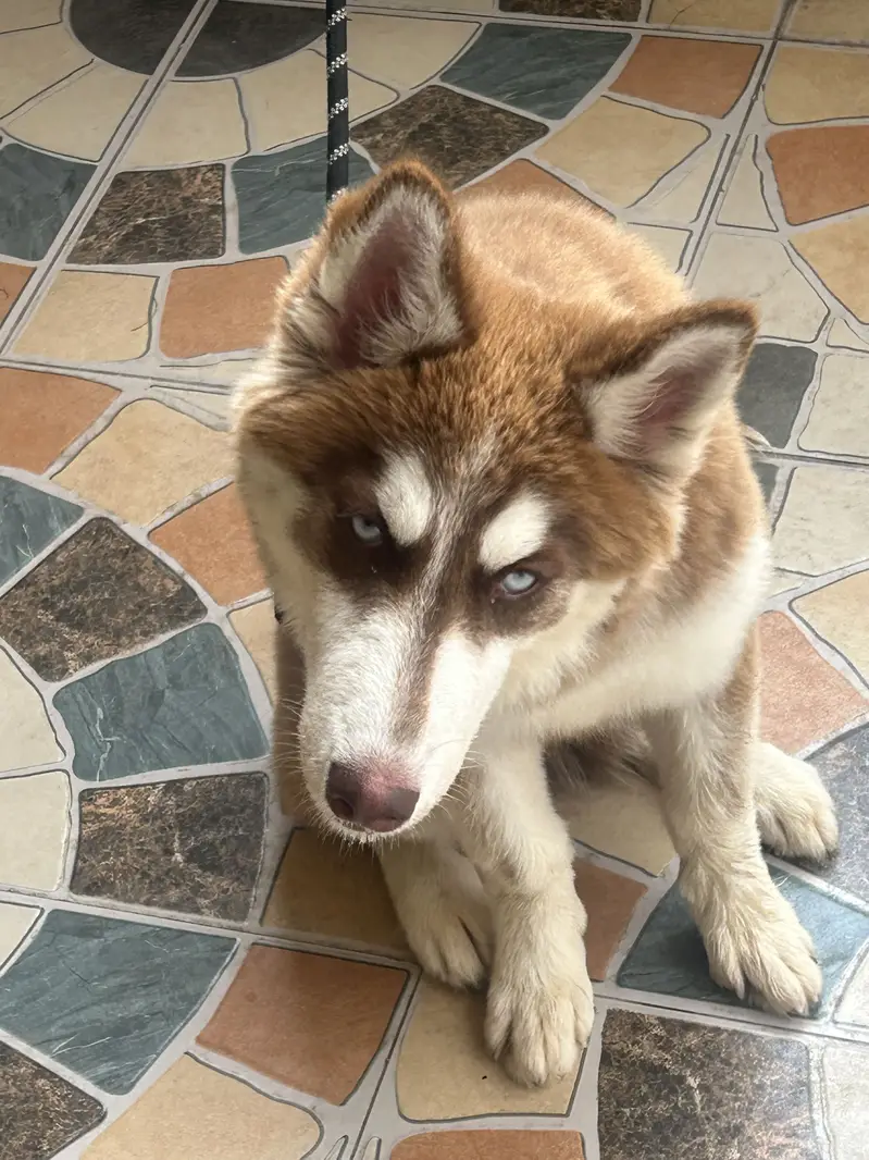 red/white Siberian Husky puppy — photo 3