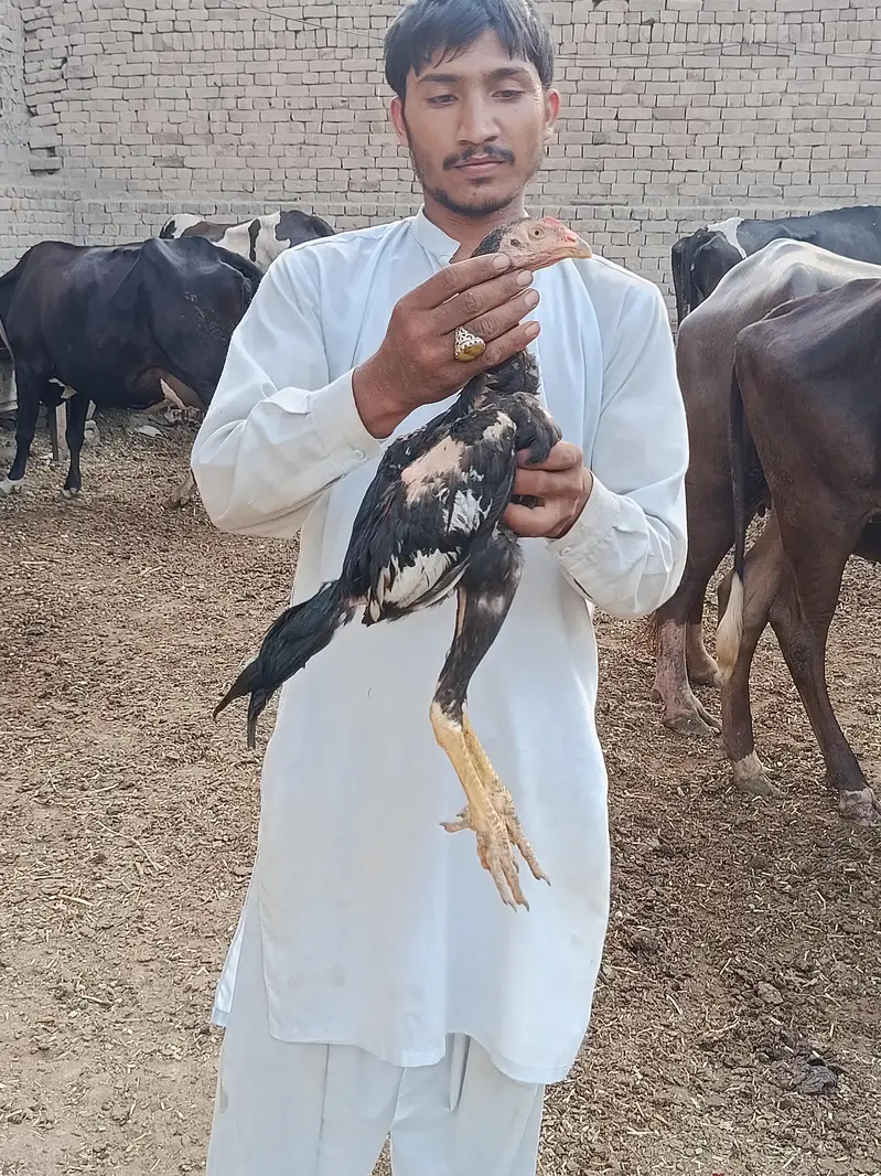 sheikh aseel club from mailsi — photo 4