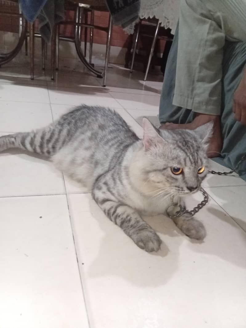 Persian cat 0