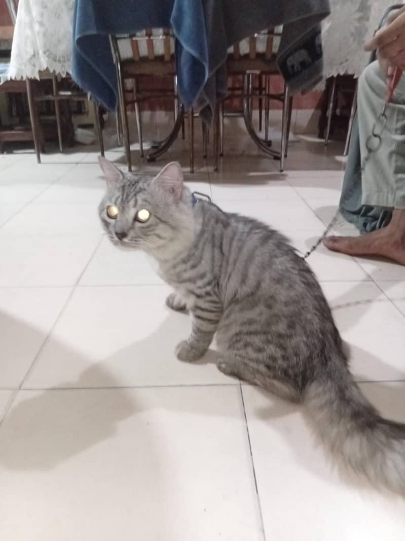 Persian cat 1
