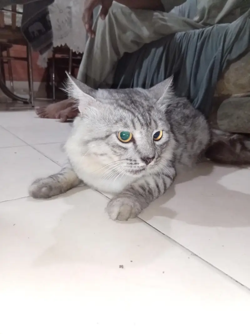 Persian cat — photo 3