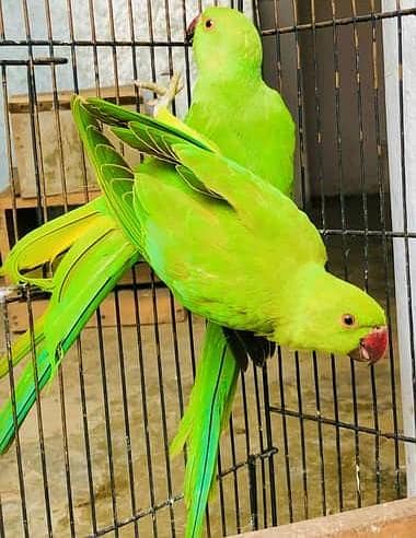 beautiful parrots pair for sale healthy and active