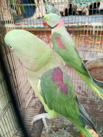 breeder pair and toking