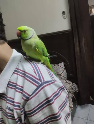 Ringneck Parrot Tame Healthy For Sale
