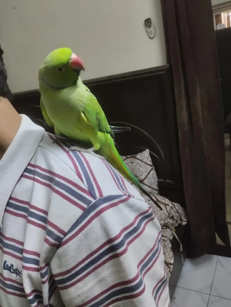 Ringneck Parrot Tame Healthy For Sale — photo 2
