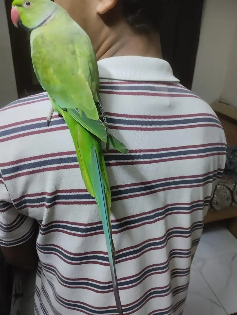 Ringneck Parrot Tame Healthy For Sale — photo 3