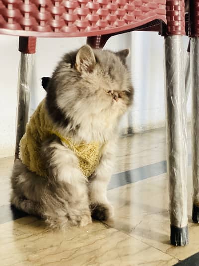 Beautiful 7-Year-Old Punch Face Female Cat for Sale 
