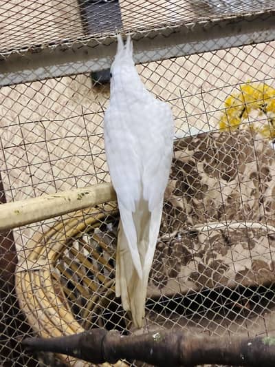 ENO Cocktail Male Lovebirds Breeder pairs 03114333791