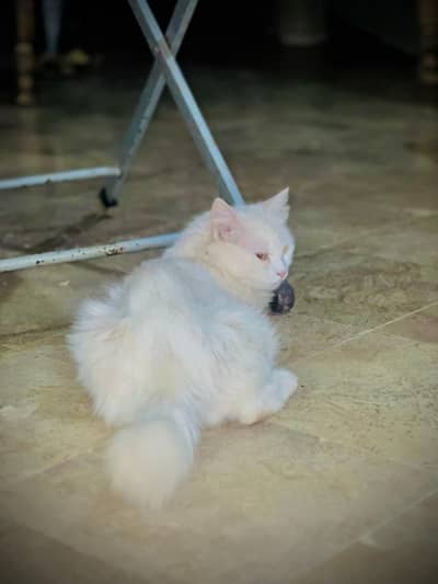 Pure White Triple Coated Doll Face Persian Cat