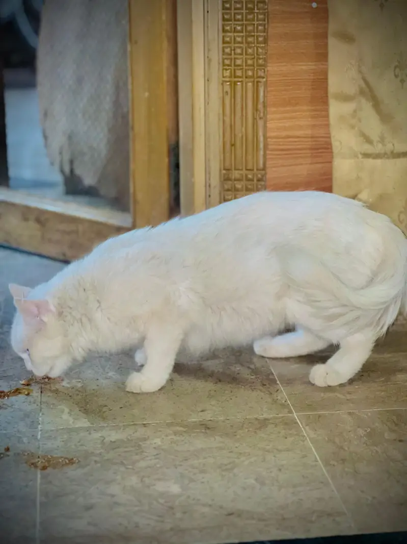 Pure White Triple Coated Doll Face Persian Cat — photo 2