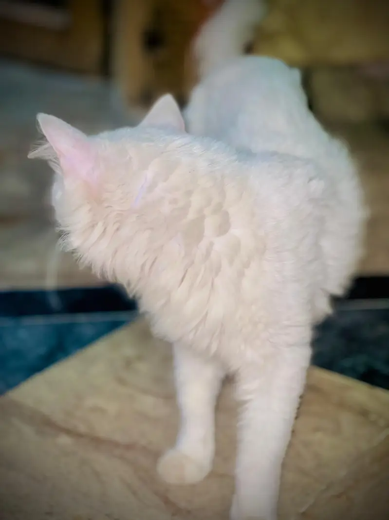 Pure White Triple Coated Doll Face Persian Cat — photo 3