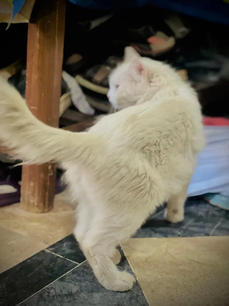 Pure White Triple Coated Doll Face Persian Cat — photo 4