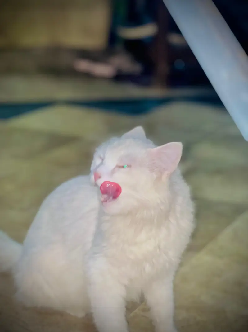 Pure White Triple Coated Doll Face Persian Cat — photo 5