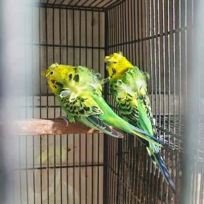 Hogoromo Breeder Pair