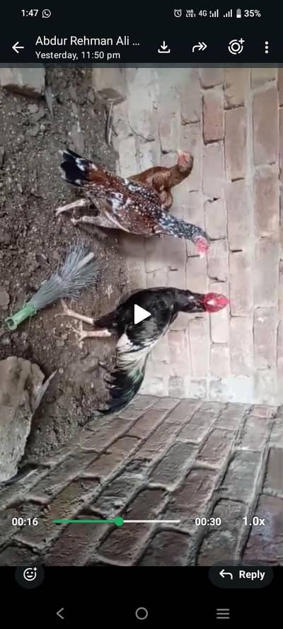 DISCOUNT OFFER (QUALITY BREED FOR SALE IN REASONABLE PRICE)