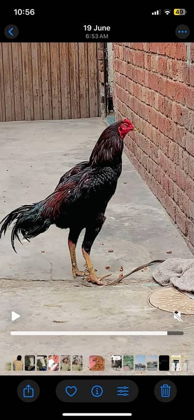 FOR SALE
