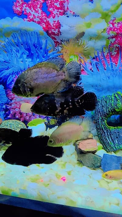 Oscar Fish , Flower Horn Fish , Cichlid Fish