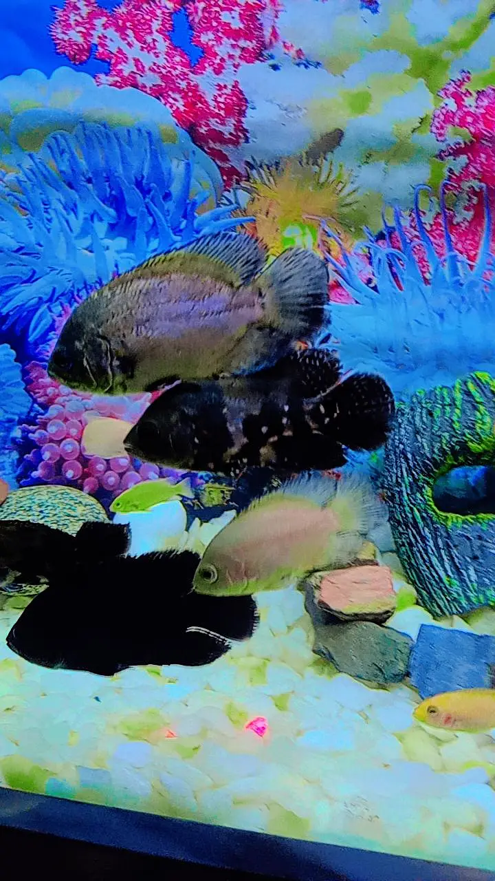 Oscar Fish , Flower Horn Fish , Cichlid Fish