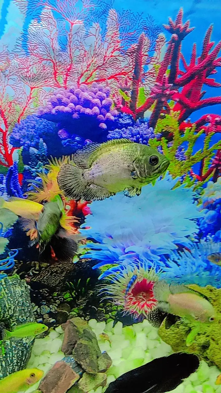 Oscar Fish , Flower Horn Fish , Cichlid Fish — photo 2