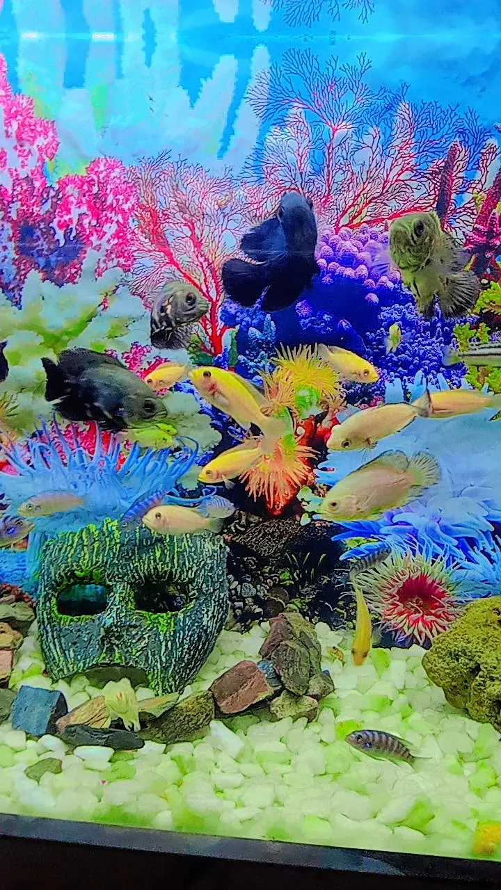 Oscar Fish , Flower Horn Fish , Cichlid Fish — photo 3