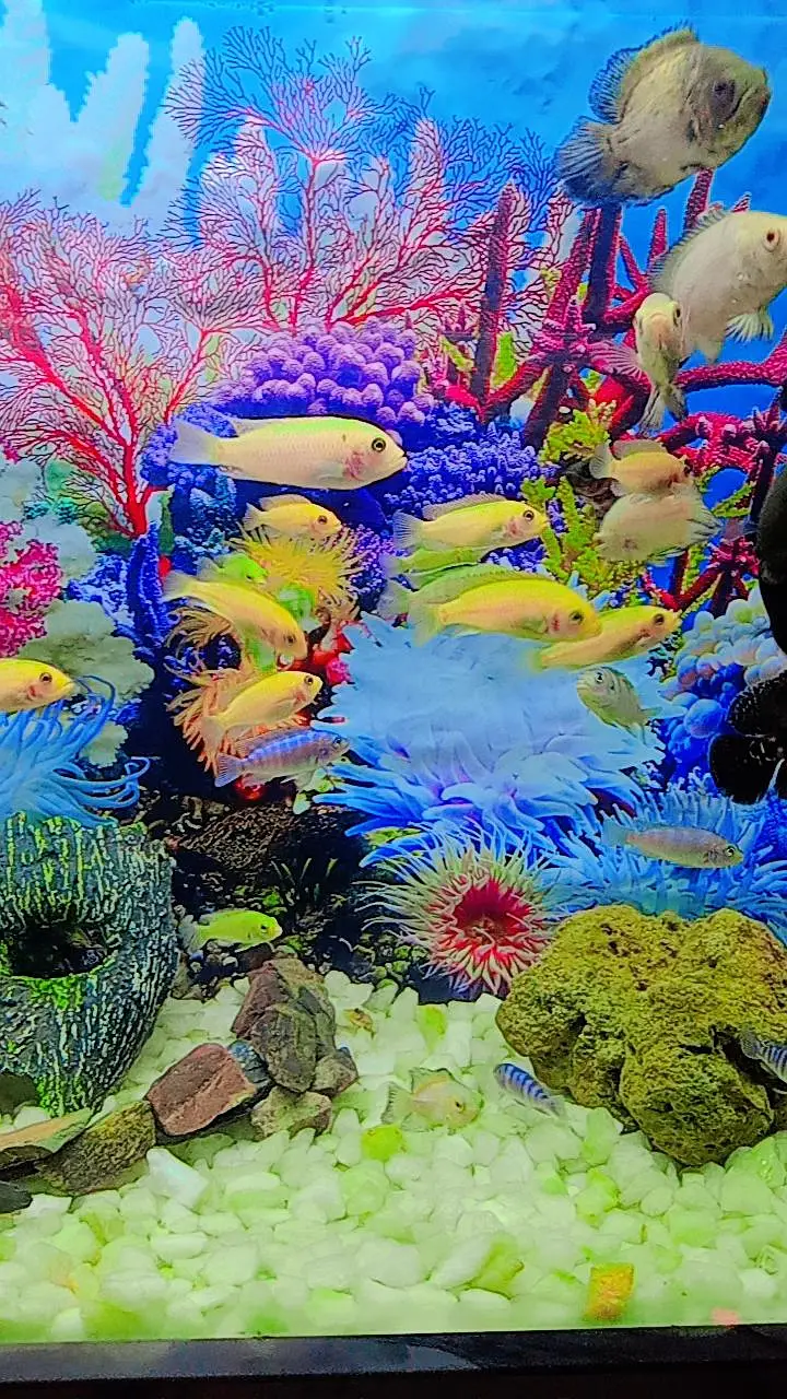 Oscar Fish , Flower Horn Fish , Cichlid Fish — photo 4