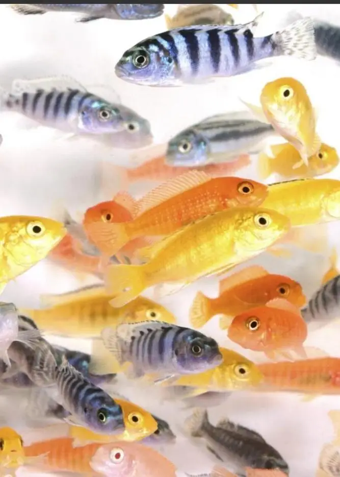 Oscar Fish , Flower Horn Fish , Cichlid Fish — photo 5