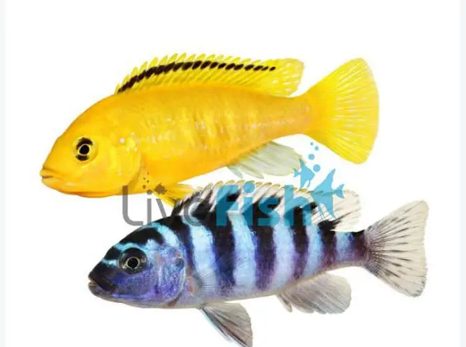 Oscar Fish , Flower Horn Fish , Cichlid Fish — photo 6