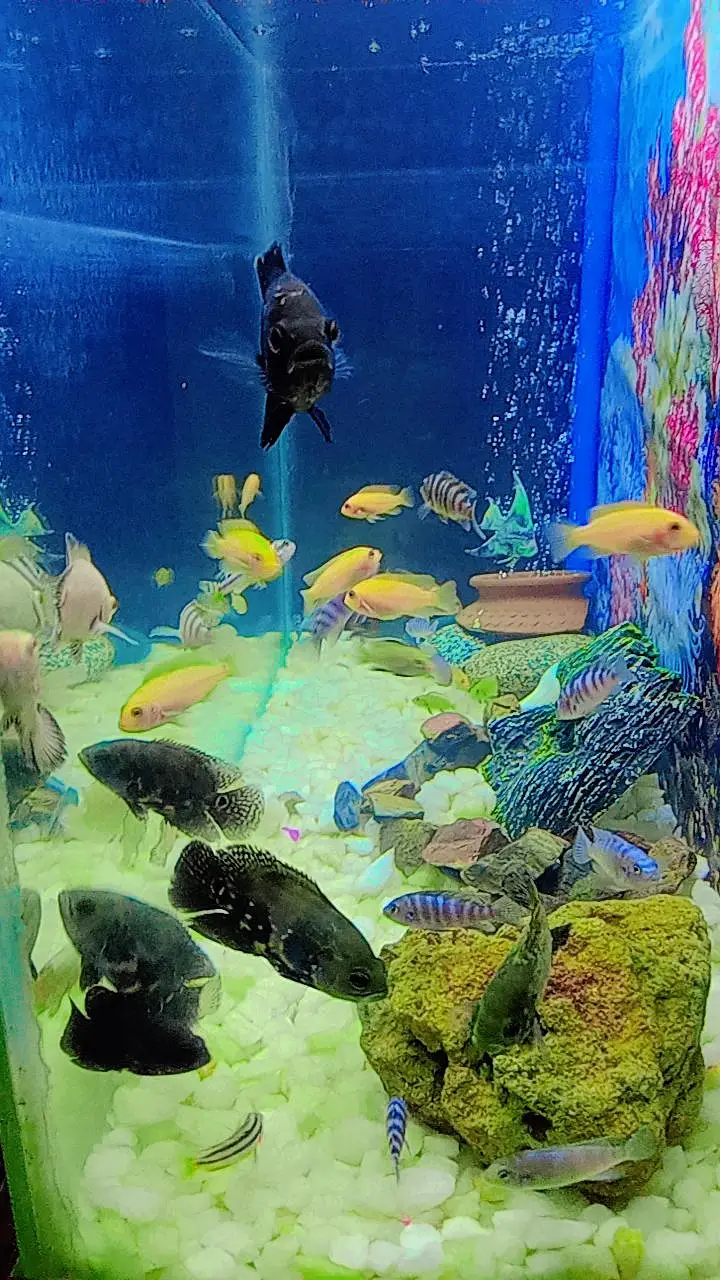 Oscar Fish , Flower Horn Fish , Cichlid Fish — photo 7