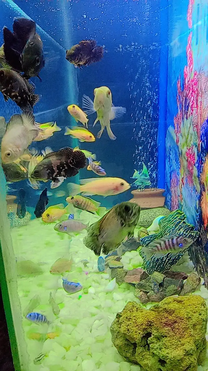 Oscar Fish , Flower Horn Fish , Cichlid Fish — photo 8