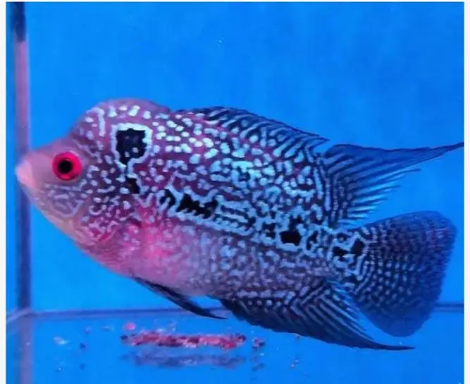 Oscar Fish , Flower Horn Fish , Cichlid Fish — photo 9