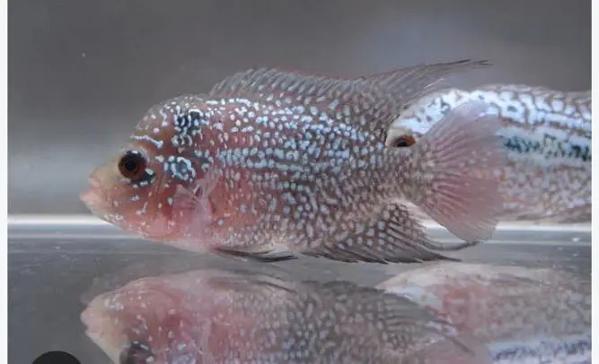 Oscar Fish , Flower Horn Fish , Cichlid Fish — photo 10