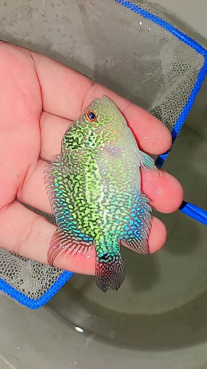 Oscar Fish , Flower Horn Fish , Cichlid Fish — photo 11