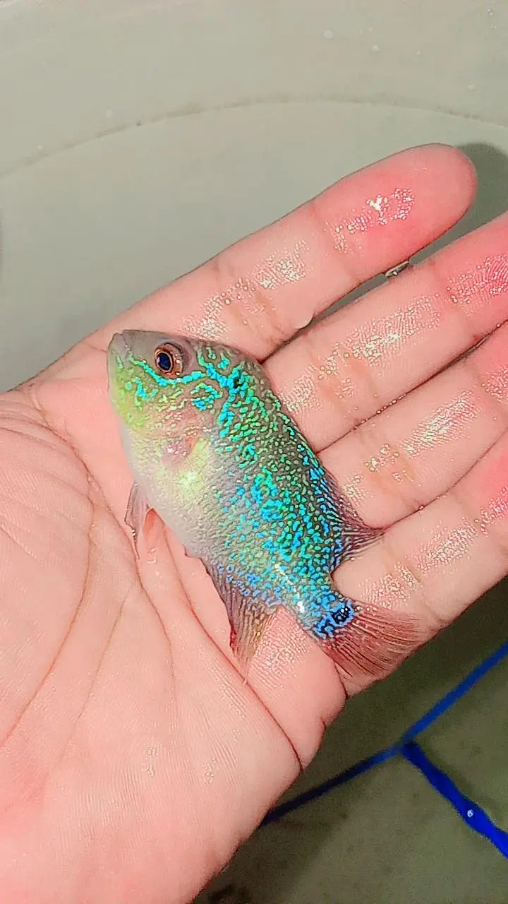 Oscar Fish , Flower Horn Fish , Cichlid Fish — photo 12